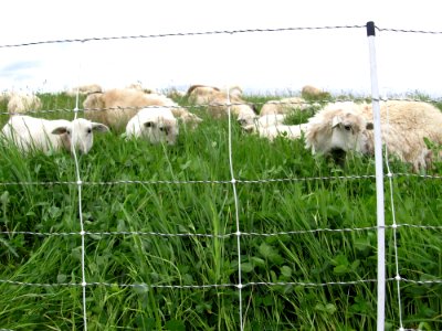 Livestock BM1.JPG