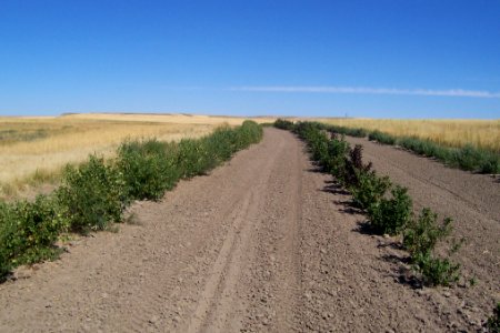 Windbreaks42