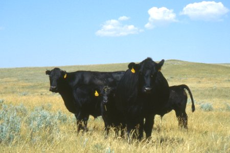 Livestock43.tif
