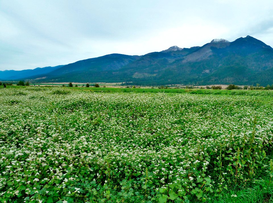 Cover Crops am 17.jpg