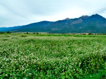 Cover Crops am 17.jpg