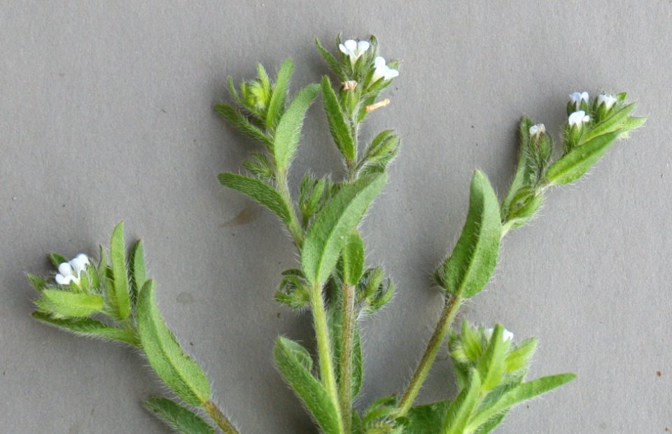 Plants OB 79
