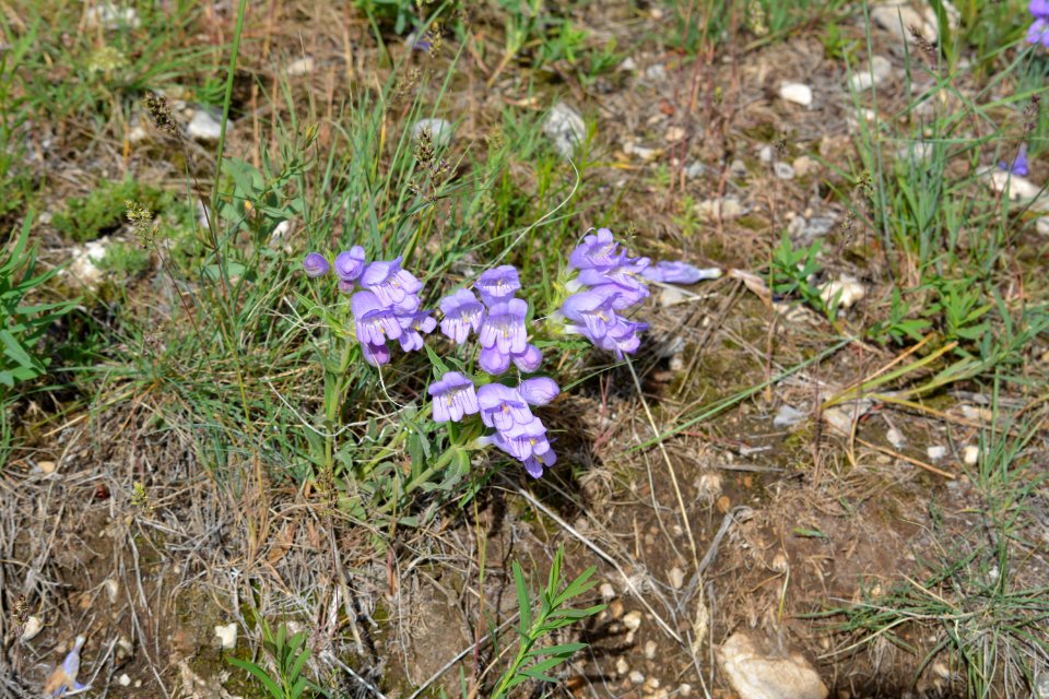Flowers JS 72