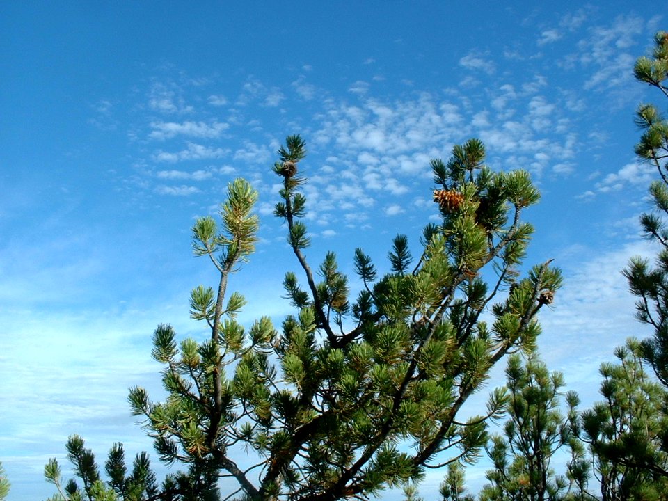 Plants OB 761