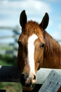 Livestock50.tif