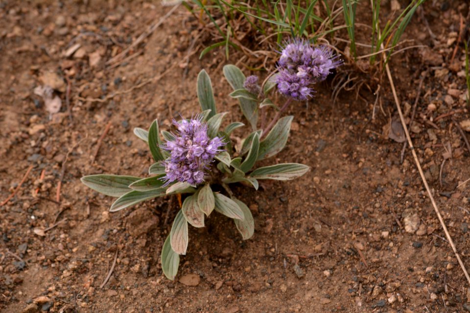 Flowers JS 78