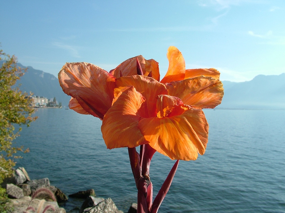 Lake geneva flower autumn