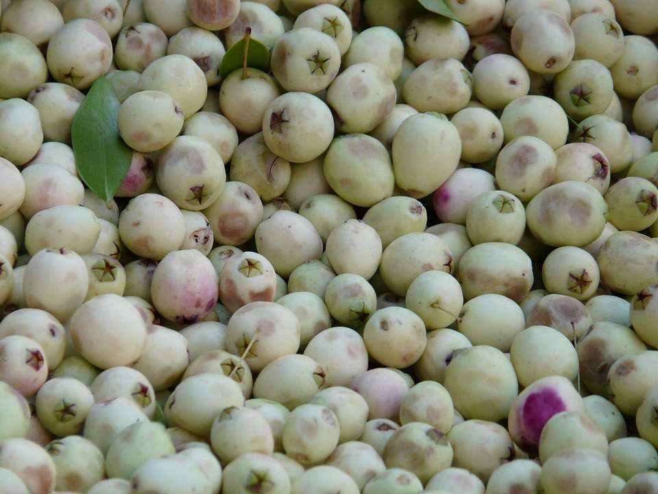 White olive stand market