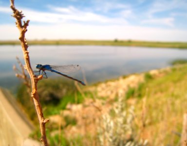 Pollinators MD01.JPG