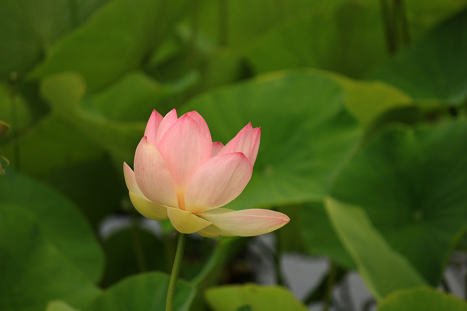 Nuphar blossom bloom