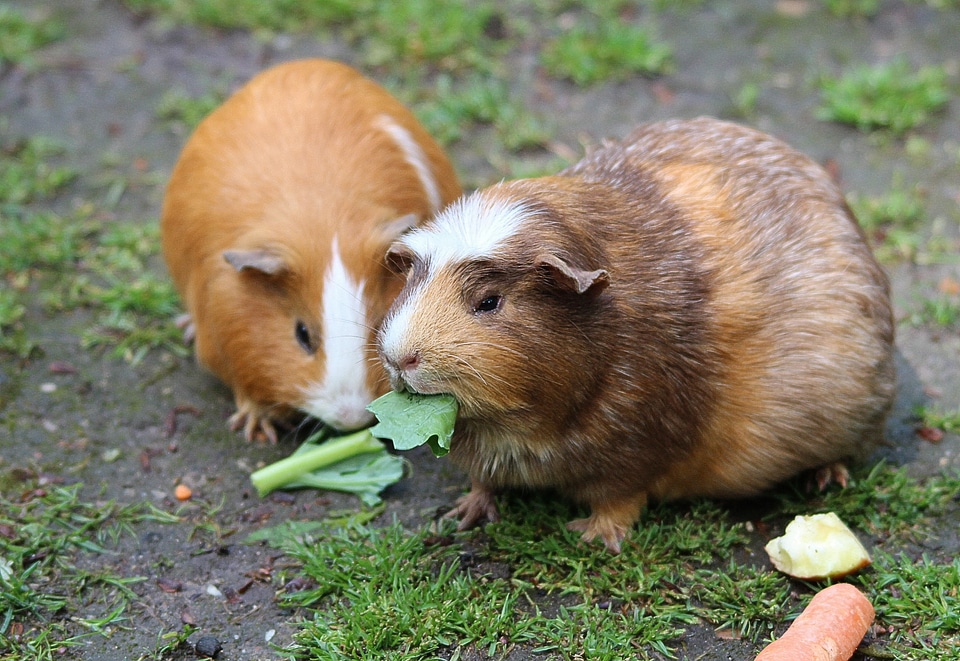 Domestica rosette guinea pig rodent
