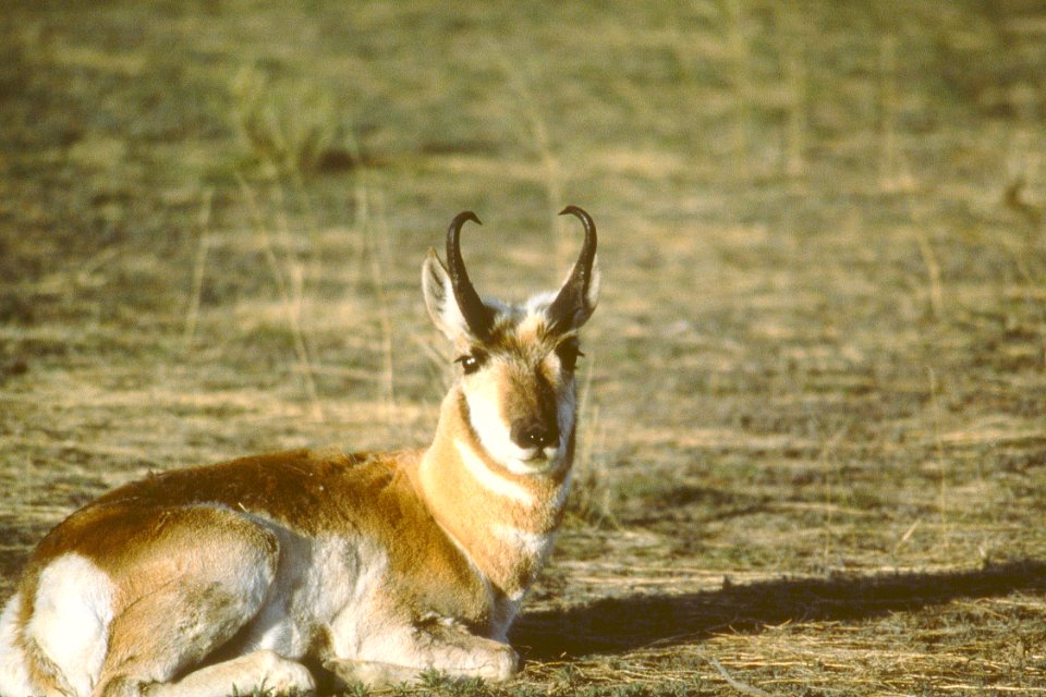 Wildlife02.tif
