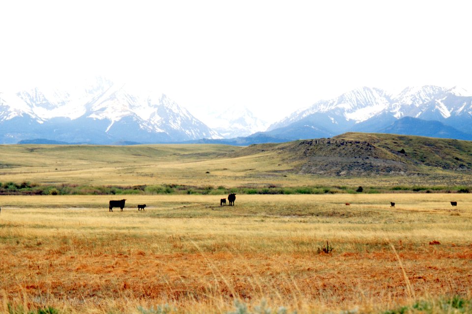 Rangeland29.tif