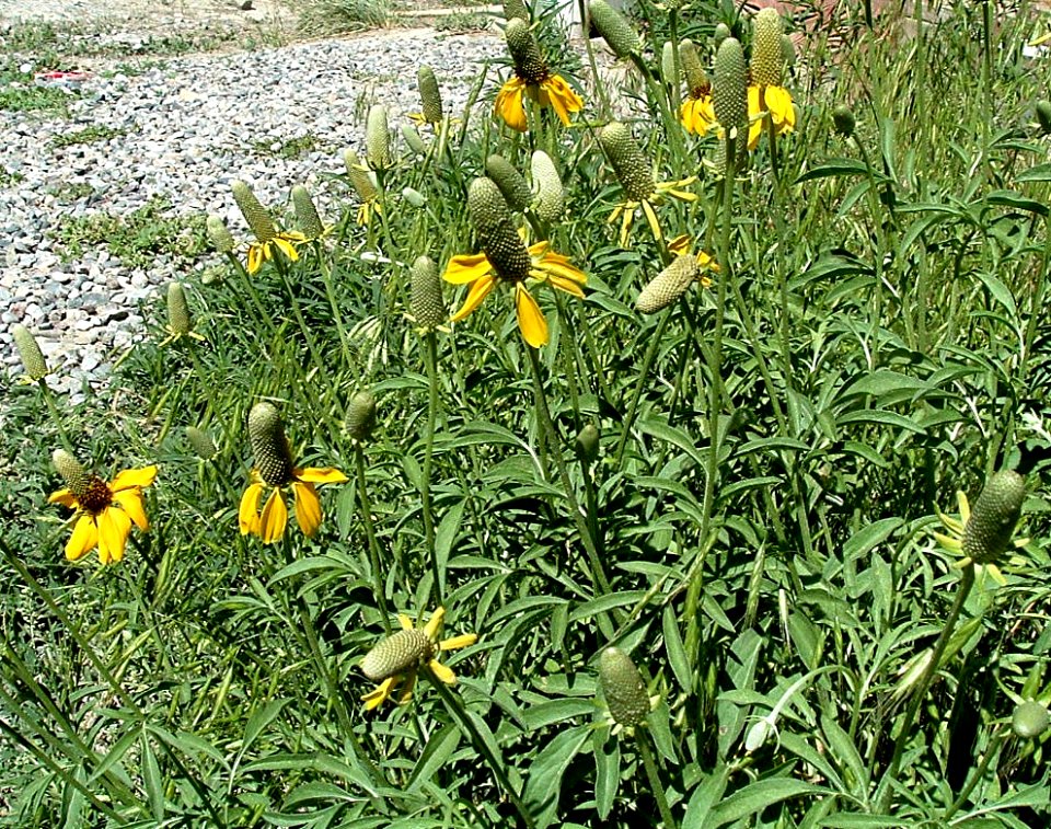 Plants OB 277