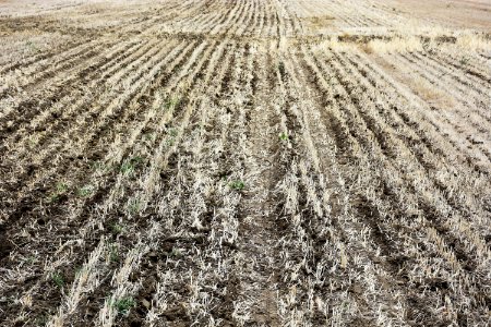 conservationtillage75