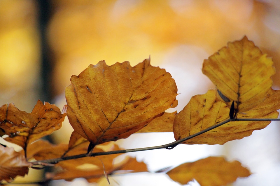 Leaves leaves in the autumn tree