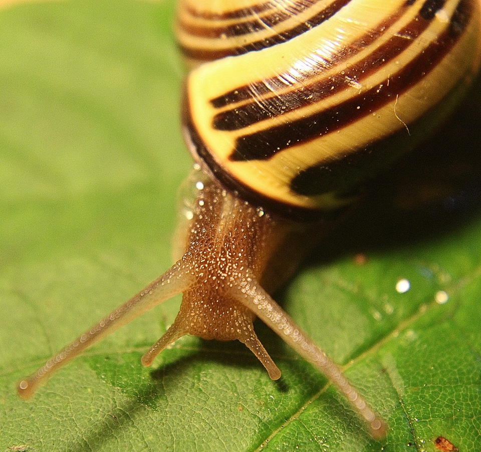 Land snail animal bauchfuesser