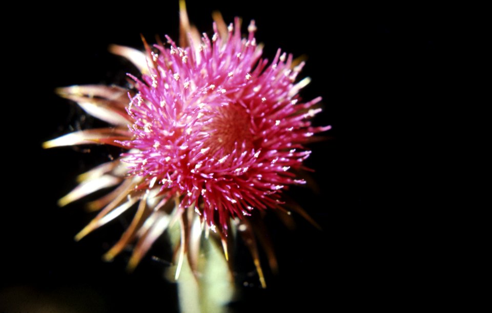 Flowers23.tif