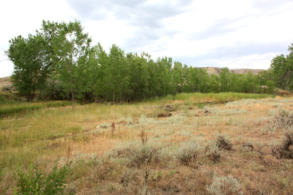 Riparian Waage03.jpg