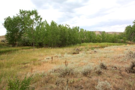 Riparian Waage03.jpg