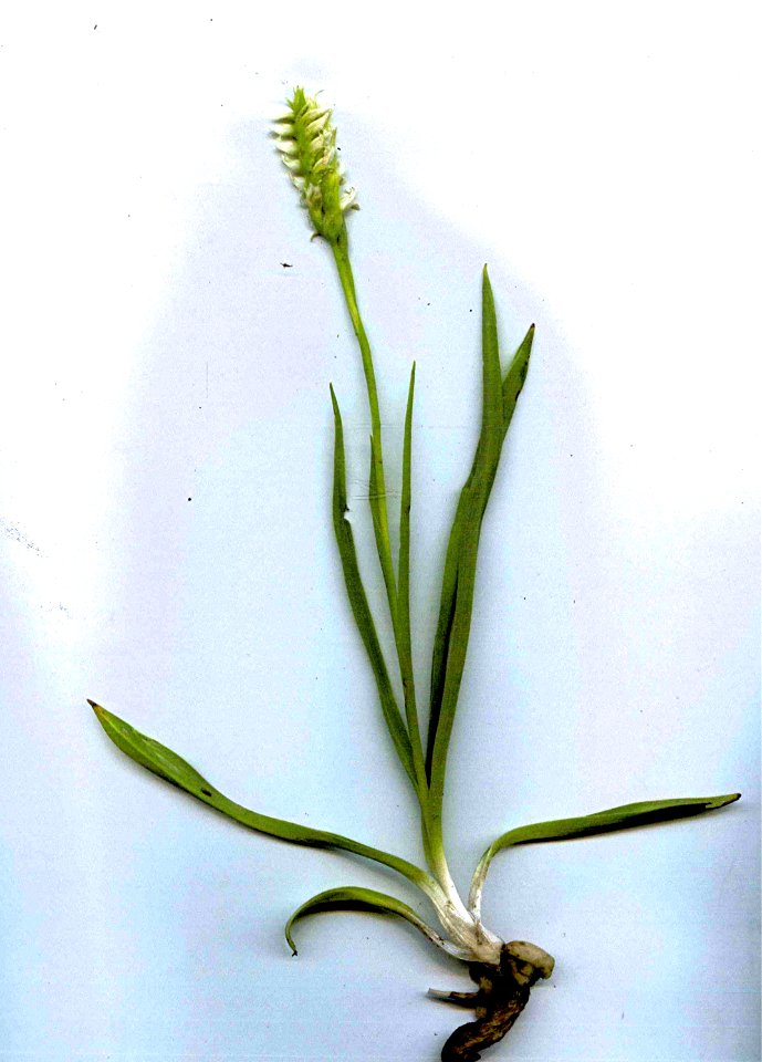 Plants OB 742