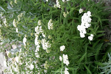 Plants OB 178