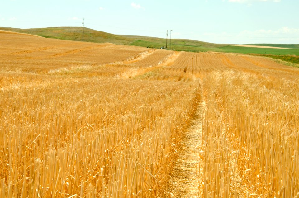 Crop Residue Management NR 07