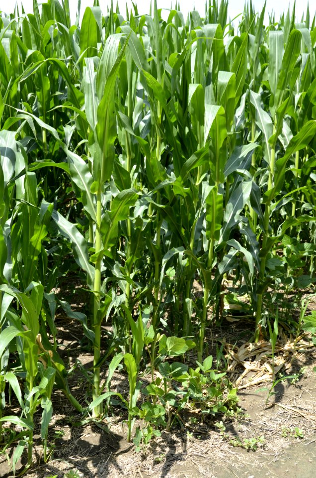 soilhealth013
