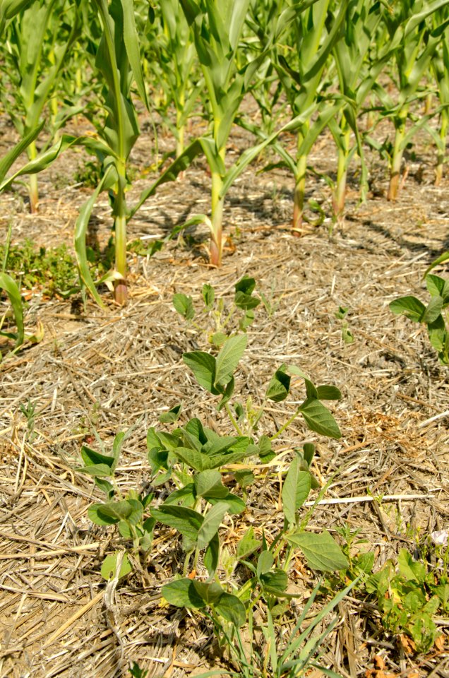 Crop Residue Management NR 18