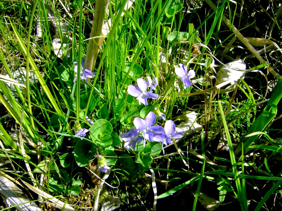 Plants OB 982