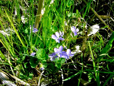 Plants OB 982