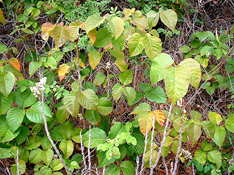 Plants OB 29
