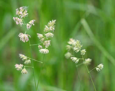 Plants OB 665