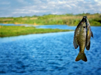 Brim Fishing Bayou River Florida Lake Fish photo