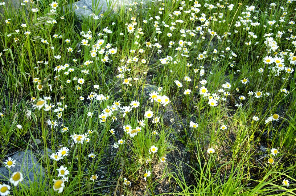 Noxious Weed Photos