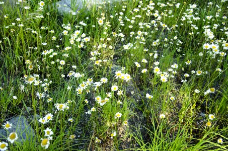 Noxious Weed Photos