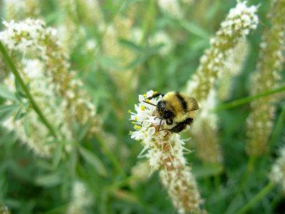 Pollinators0002.tif