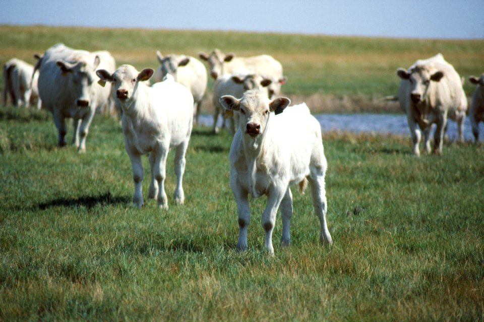 Livestock60.tif