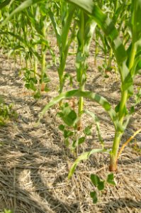 Crop Residue Management NR 17