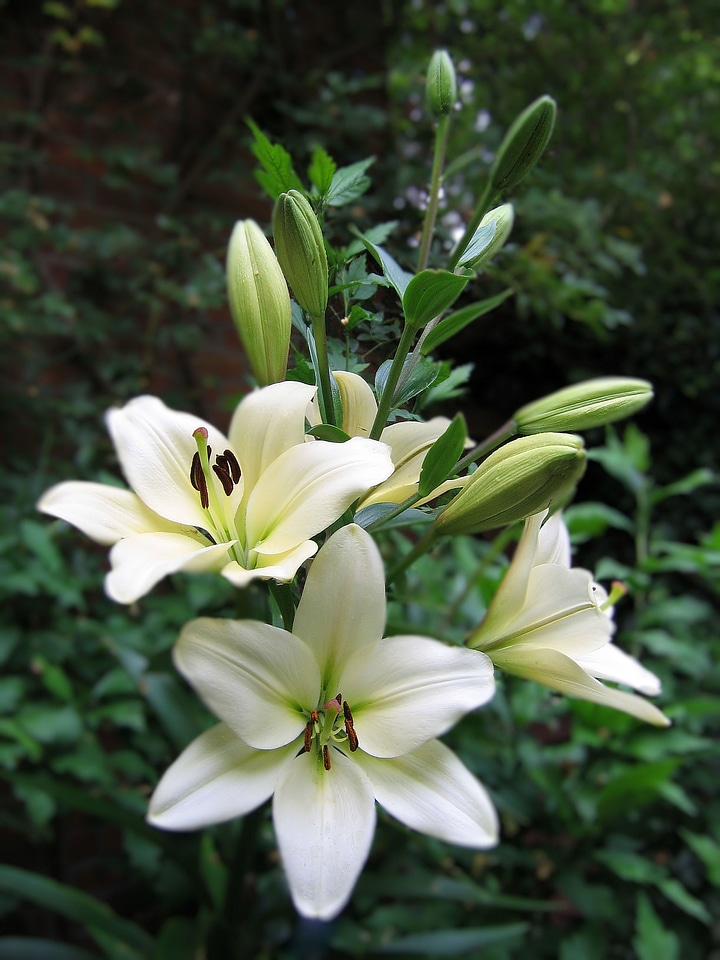 Flowering stems lily lilies