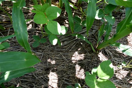 conservationtillage187