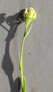 Plants OB 374