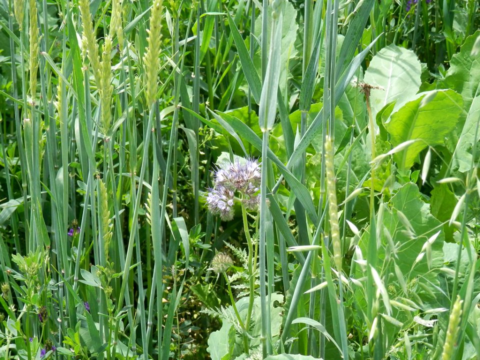 Cover Crops RO 27-XL