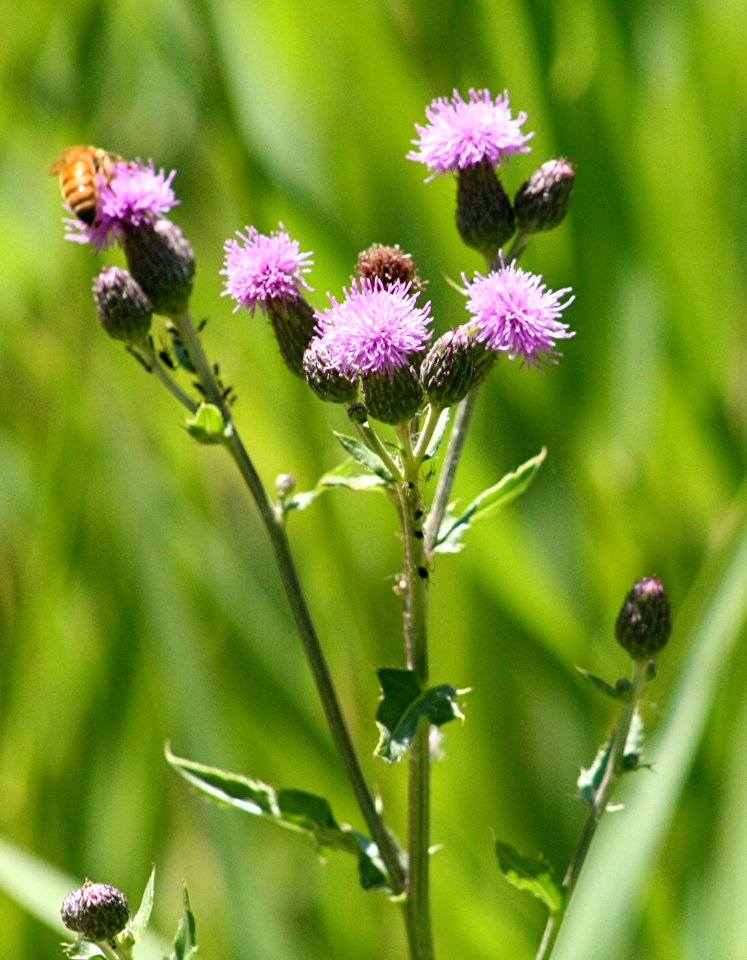 Plants OB 324