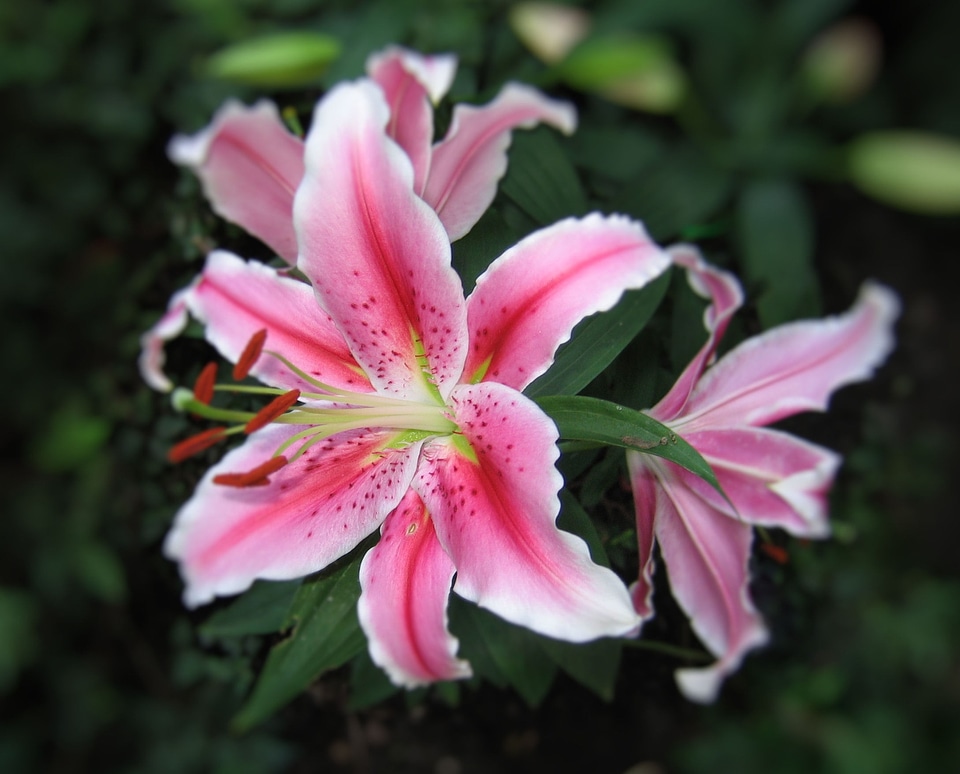 Flowers lilies lily