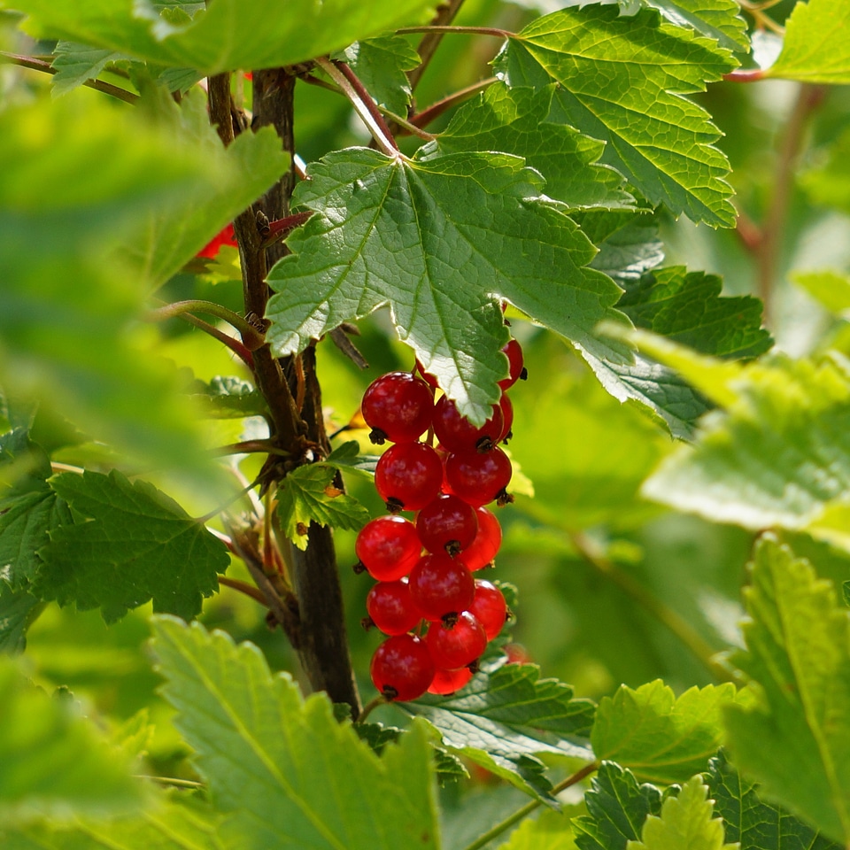Cultured red berry mature