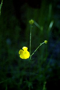 Plants OB 826