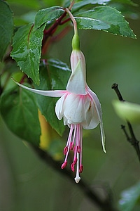 Blossom garden fresh photo