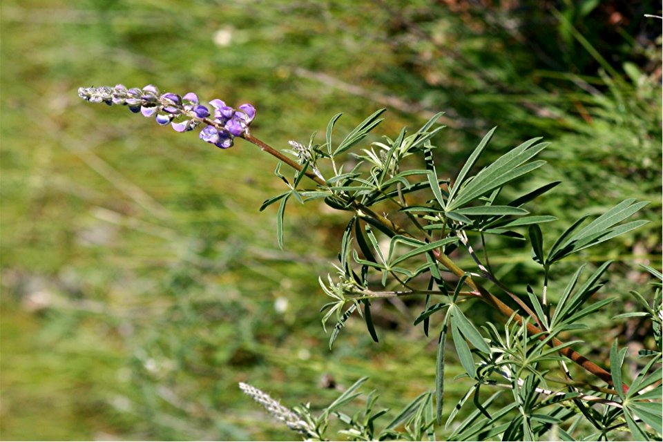 Plants OB 578