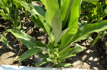 irrigation102